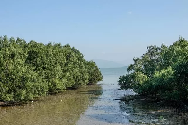 深圳红树林一日游攻略(深圳旅游必去十大景点排名)