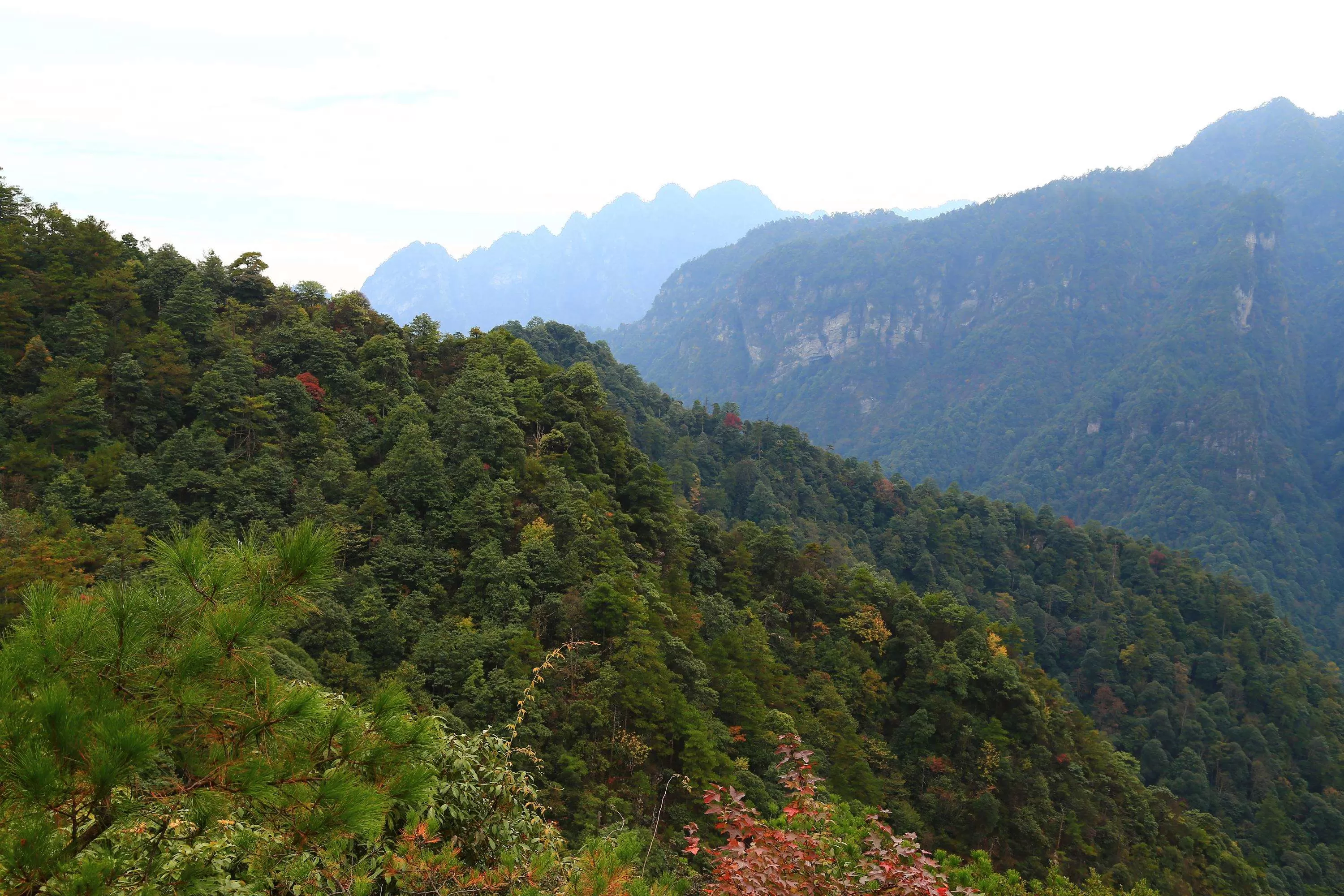 井冈山景区介绍(井冈山景区介绍资料)