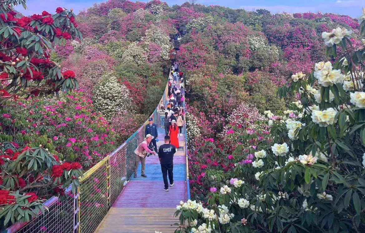 两天去张家界旅游攻略(两天游张家界,该怎么安排)