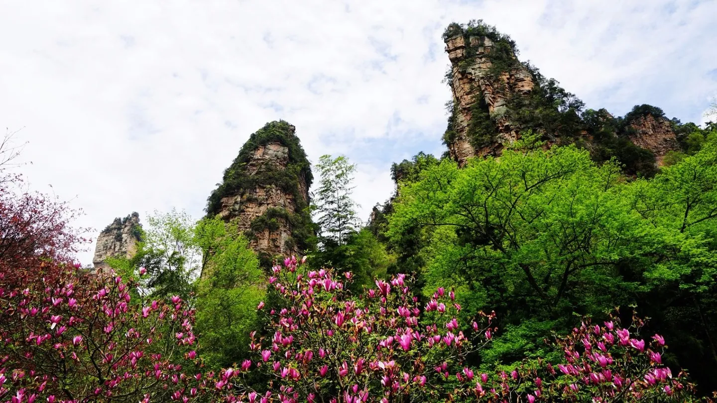 八月份适合张家界旅游吗(八月份想去张家界旅游好好玩一玩)