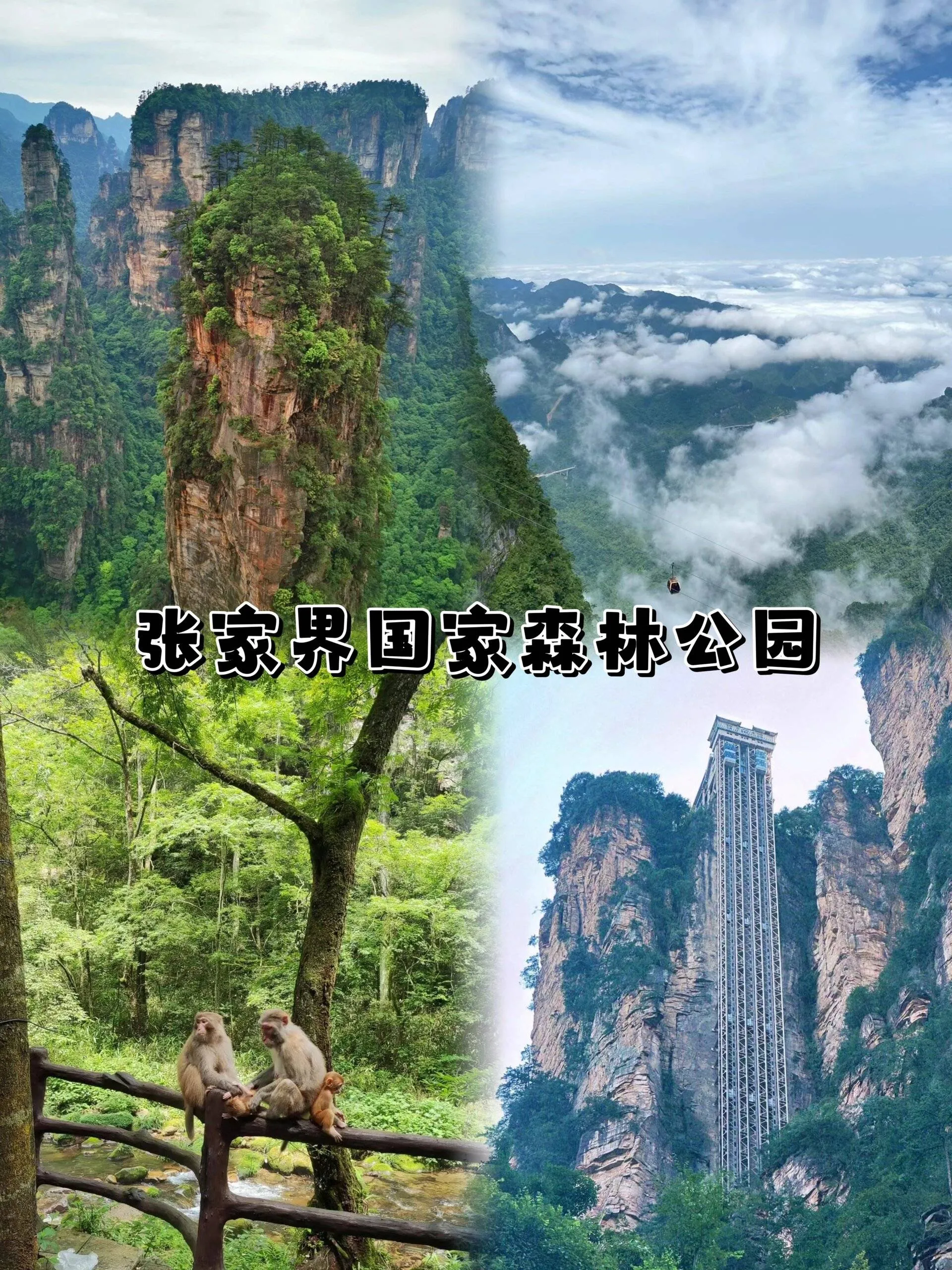 多少钱能旅游张家界(张家界旅游要花多少钱)