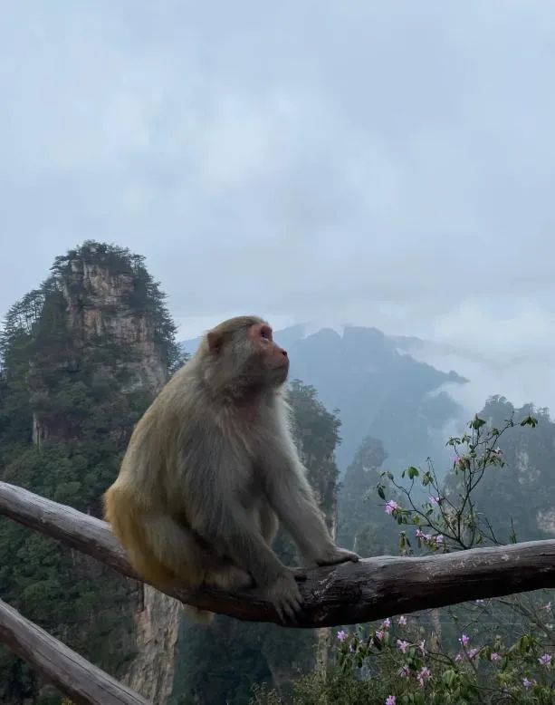 至张家界天门山旅游多少钱(至张家界天门山旅游多少钱一天)