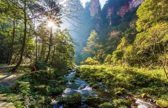 张家界哪里旅游好(张家界哪个景点最值得玩)